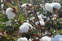 آغاز برداشت پنبه در شهرستان حاجی‌آباد