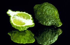 میوه‌ای که با چاقی و کبد چرب مبارزه می‌کند