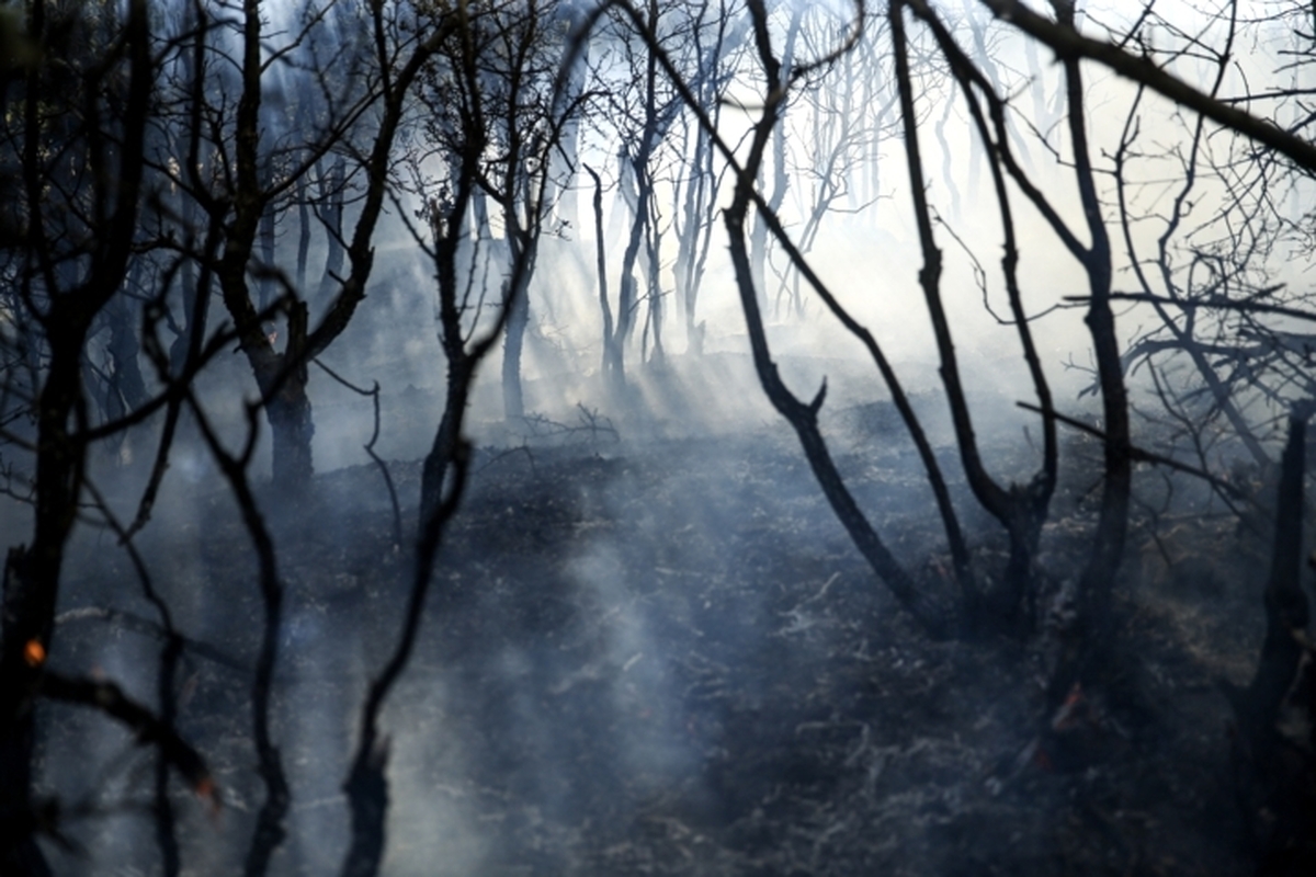 مشارکت ۲ تیم محیط بانی البرز در مهار آتش سوزی جنگل‌های هیرکانی