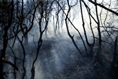 مشارکت ۲ تیم محیط بانی البرز در مهار آتش سوزی جنگل‌های هیرکانی