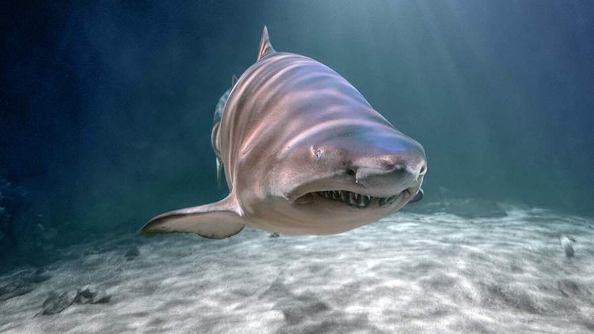 در حمله کوسه در استرالیا یک نفر کشته و یک نفر دیگر زخمی شد.