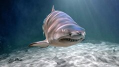 در حمله کوسه در استرالیا یک نفر کشته و یک نفر دیگر زخمی شد.