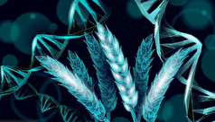 گندمی که بر مواد معدنی خاک تاثیر میگذارد!