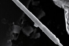 «سیم‌های زنده»: دانشمندان گونه جدیدی از باکتری‌های الکتریکی را کشف کردند