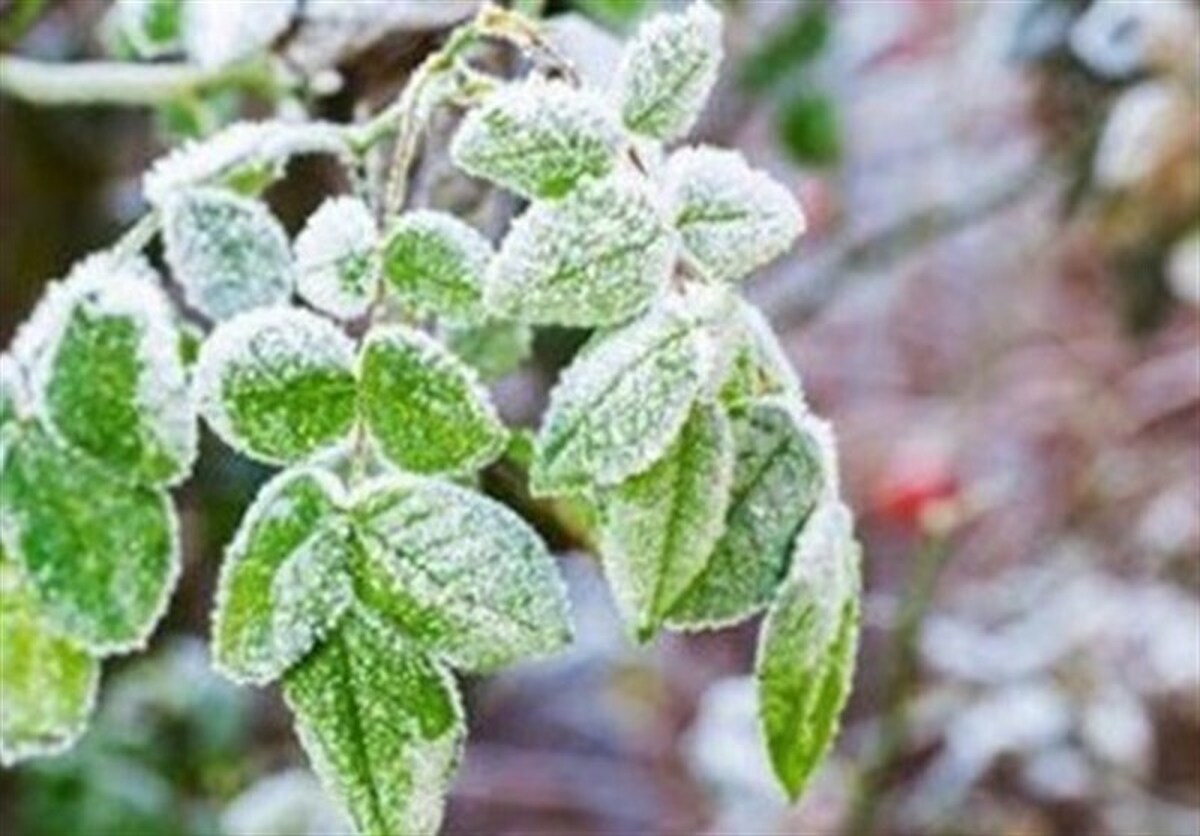 یخبندان شبانه در مناطق سردسیر خراسان جنوبی