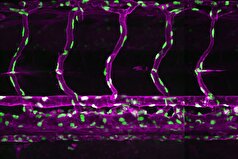 دانشمندان به پیشرفت بزرگی در درک اساس مولکولی حیات دست یافته‌اند.
