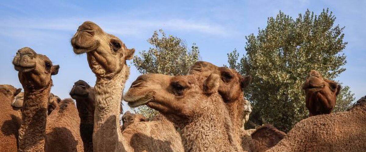 توزیع نهاده دامی سهمیه ای میان شترداران