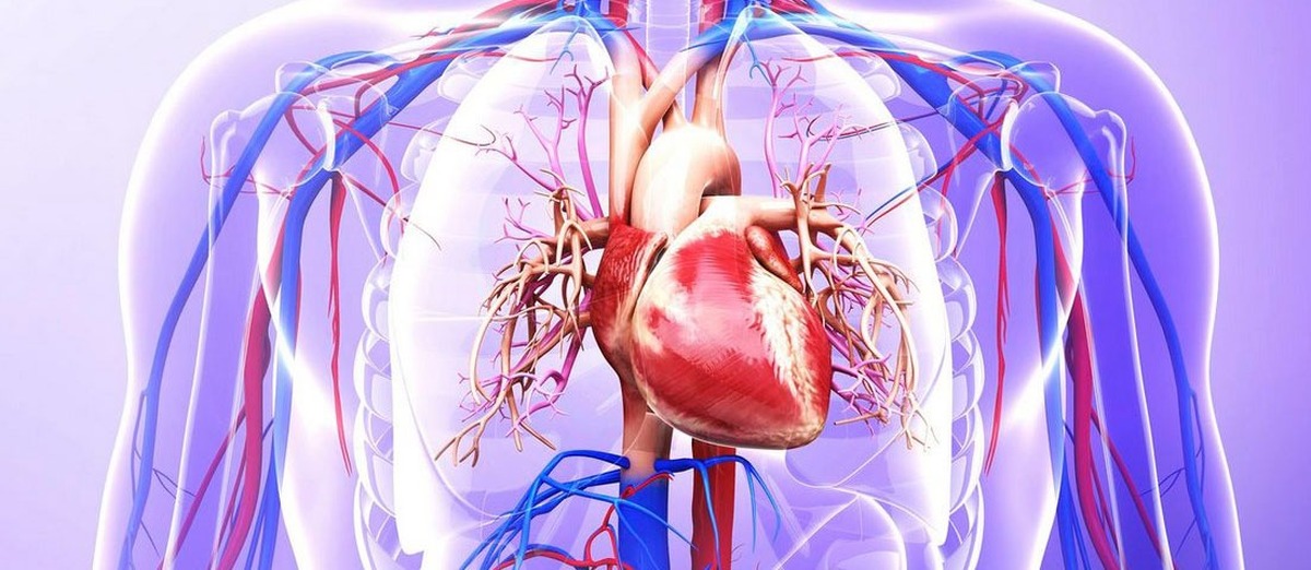 عوامل خطر قابل اصلاح، عامل نیمی از بیماری‌های قلبی عروقی هستند