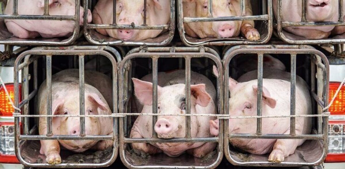 دانشمندان سویه‌های جدیدی از ویروس آنفولانزای نوع A را در خوک‌ها کشف کرده‌اند که خطر همه‌گیری بالقوه‌ای را ایجاد می‌کنند.