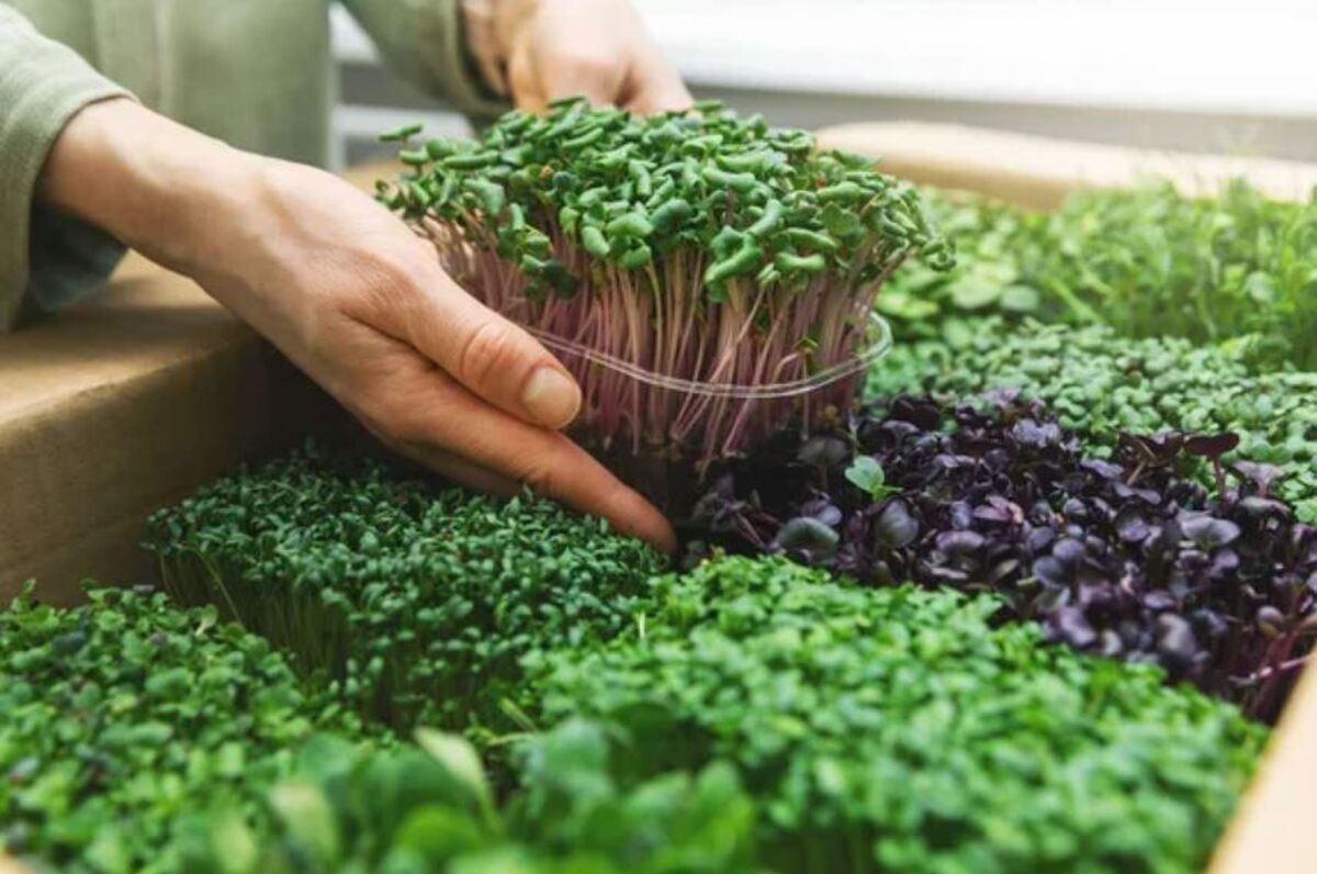 دانشمندان فواید سلامتی میکروگرین‌ها را آشکار کرده‌اند.