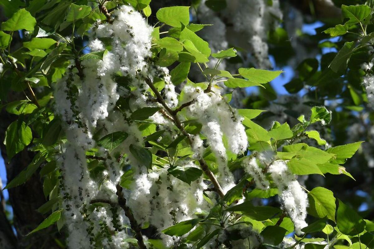 دانشمندان راهی برای بهبود ژنوم صنوبر‌ها بدون تبدیل آنها به گونه‌های جهش‌یافته پیدا کرده‌اند.