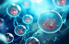 یک استراتژی موثر برای بازسازی سلول‌های خونی و مبارزه با پیری