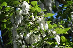 دانشمندان راهی برای بهبود ژنوم صنوبر‌ها بدون تبدیل آنها به گونه‌های جهش‌یافته پیدا کرده‌اند.