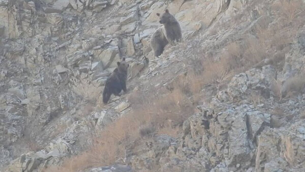 مشاهده خرس ماده و دو توله در منطقه حفاظت شده البرز