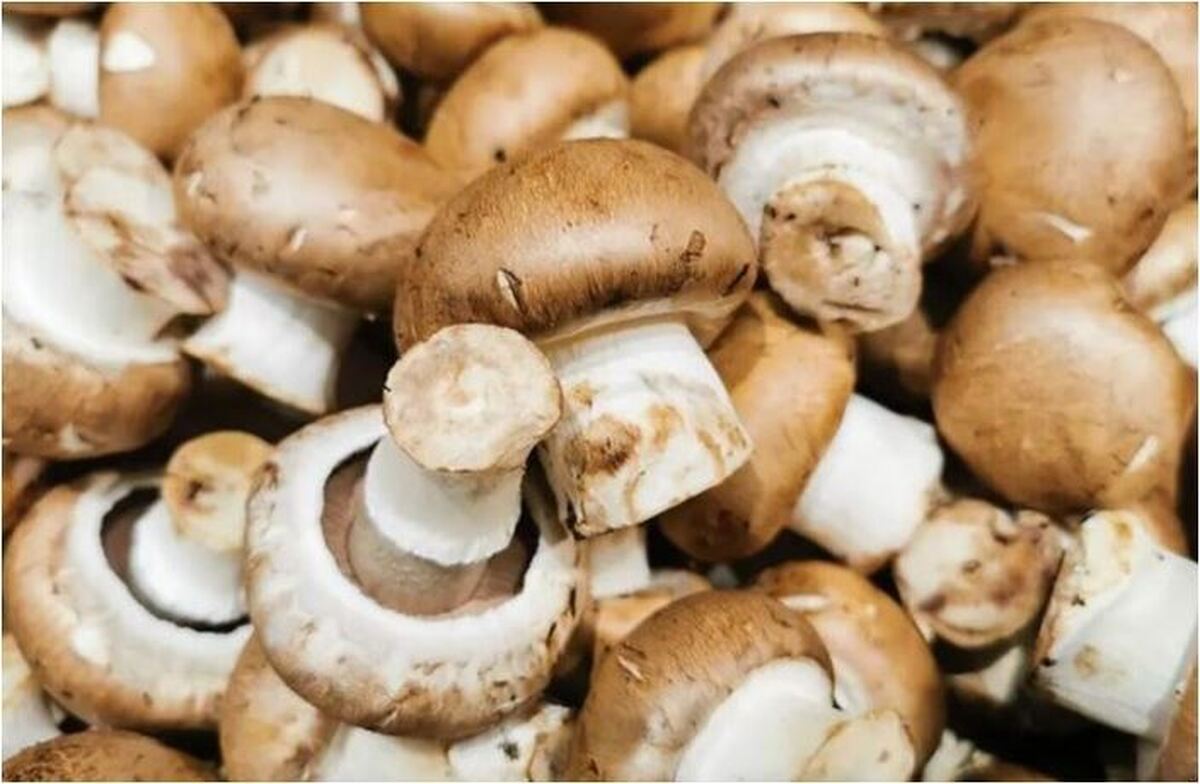 یافته‌های جدید محققان از فواید قارچ برای افراد دیابتی