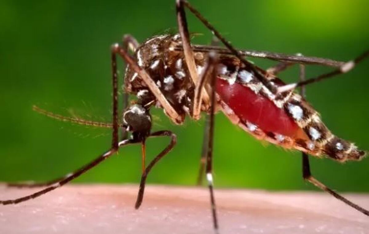 آمار صعودی ابتلا به تب دنگی در کشور