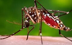 آمار صعودی ابتلا به تب دنگی در کشور