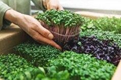 دانشمندان فواید سلامتی میکروگرین‌ها را آشکار کرده‌اند.