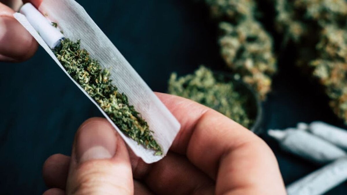 مخدر «گُل» با وجود قارچ و کپک، همچنان مورد استفاده است!