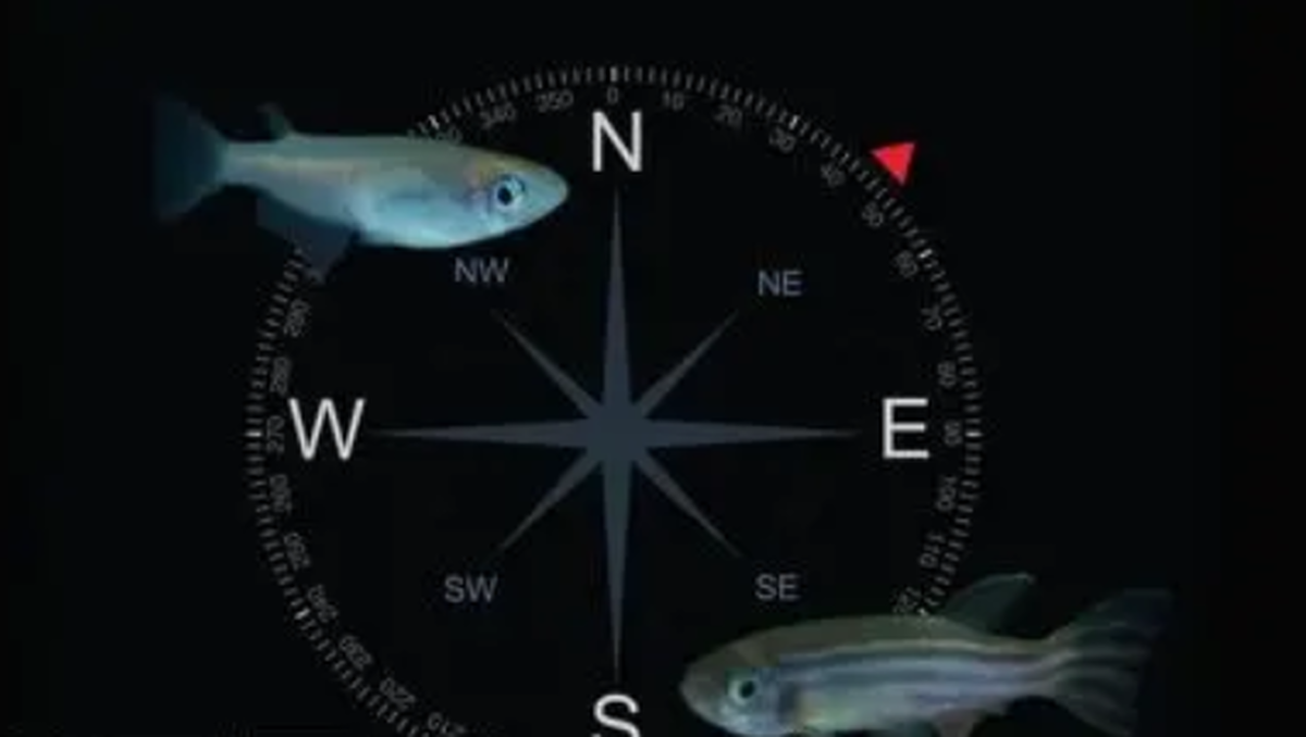 پرندگان و لاک‌پشت‌های دریایی چگونه جهت یابی میکنند؟