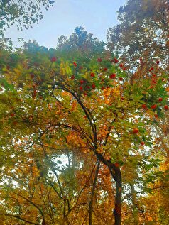 بوستان باغ ایرانی با این میوه مخصوص پاییز مزین شد