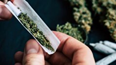 مخدر «گُل» با وجود قارچ و کپک، همچنان مورد استفاده است!