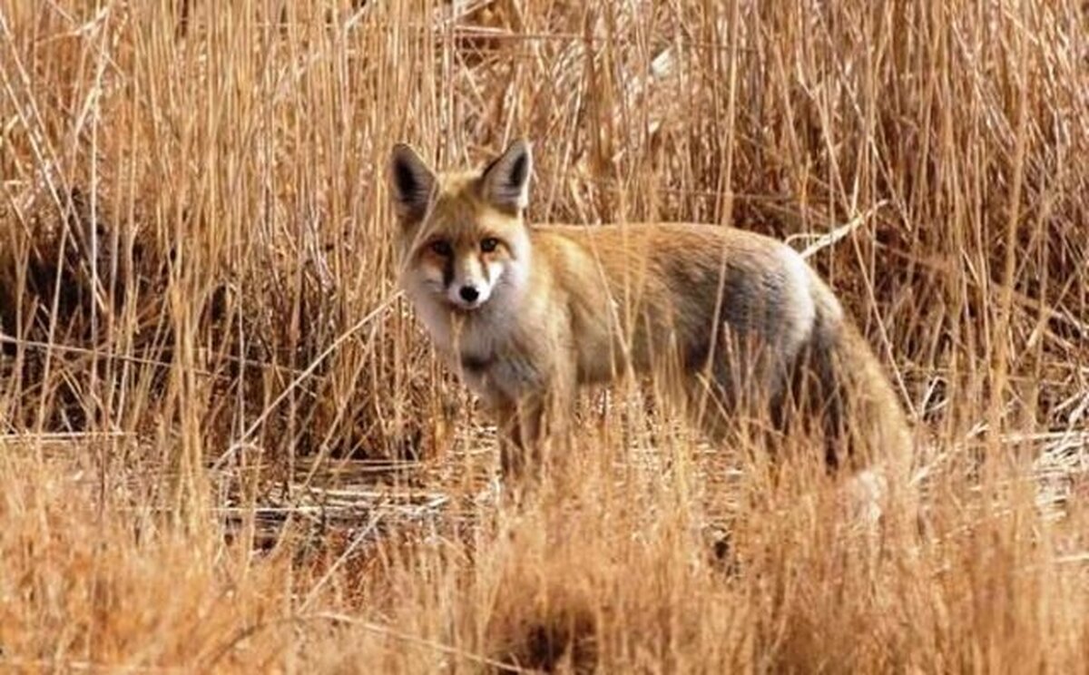 مرگ کودک ۳ ساله در کبودرآهنگ بر اثر گزش روباه هار