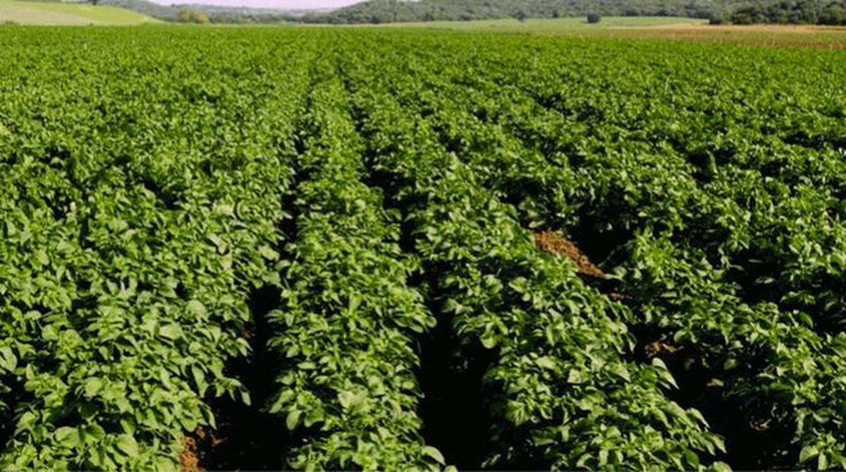 هرمزگان قطب تولید سبزی و صیفی خارج از فصل در کشور است