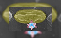 استفاده از یک ماده برنده جایزه نوبل برای حذف باکتری ها!