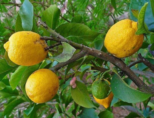 مربای بالنگ طعمی دلنشین و نوستالژی که طرفدارش می‌شی