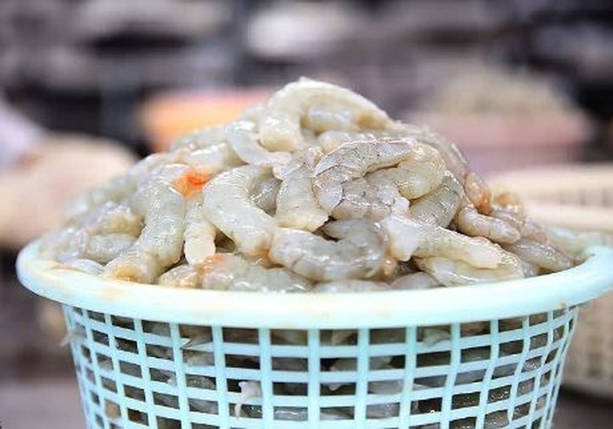 افزایش ۲۰ درصدی صید ماهی در دریای خزر