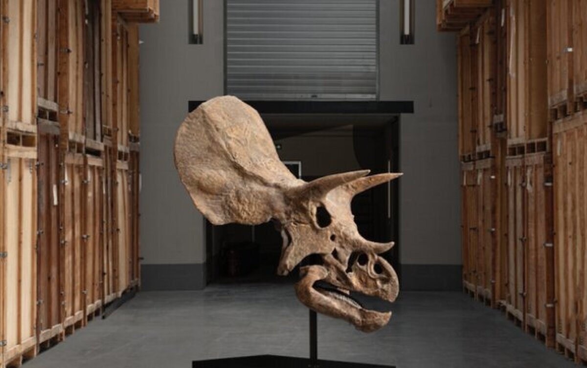 فسیل دایناسور چوب حراج می‌خورد