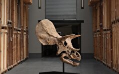 فسیل دایناسور چوب حراج می‌خورد