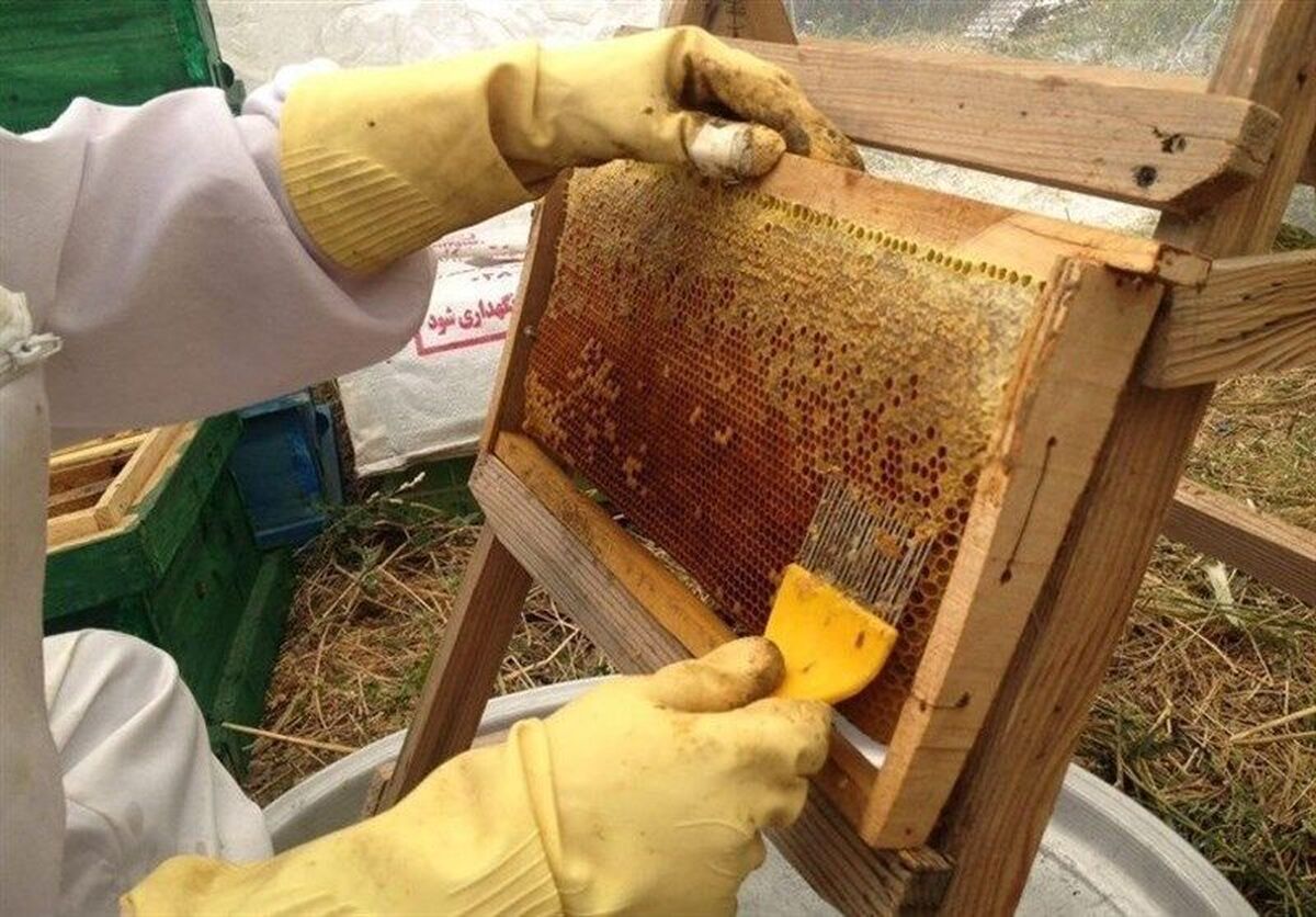 ثبت بیش از ۲۱۰ هزار کلنی مدرن بومی و مهاجر تولید عسل در بوشهر