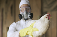 ویروس‌های آنفولانزای مرغی تب‌های انسانی را به چالش می‌کشند و نگرانی‌های بهداشتی را افزایش می‌دهند