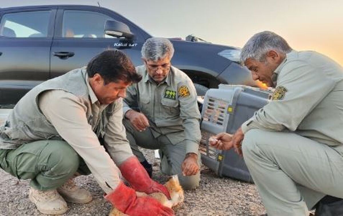 نجات و رهاسازی گربه شنی در خواف/یکی از نادرترین گربه‌سانان به طبیعت بازگشت