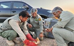 نجات و رهاسازی گربه شنی در خواف/یکی از نادرترین گربه‌سانان به طبیعت بازگشت
