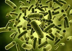 برخی از میکروب‌های روده ممکن است با سلامت اسکلت مرتبط باشند