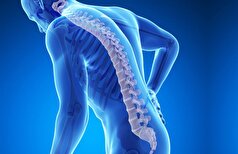 برخی از میکروب‌های روده ممکن است با سلامت اسکلت مرتبط باشند