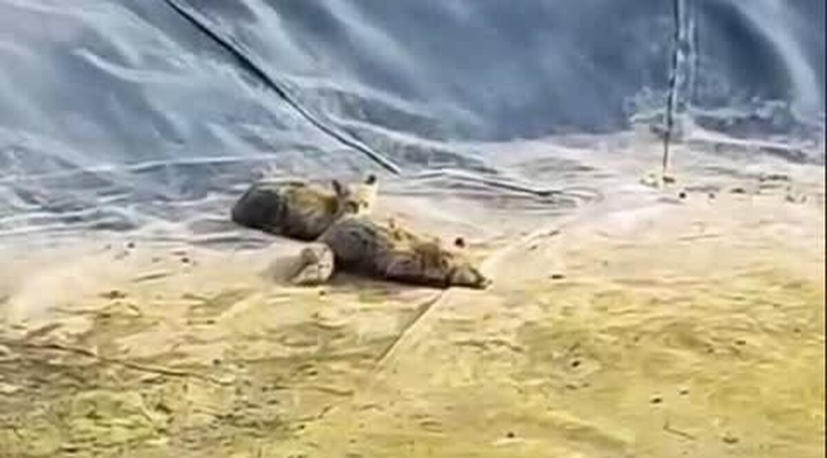 رهایی دو روباه گرفتار در استخر روستای قلعه اصلانیان با اقدام فوری محیط‌بانان و آتش‌نشانان