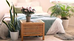 آلودگی هوای خانه را با نگهداری از این گیاهان به کمترین حد خود برسانید