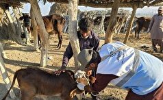 تحول در مدیریت دارویی دامپزشکی/ ۷۰۰ مورد پایش اقلام دارویی در سیستان و بلوچستان