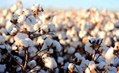 تسهیل صادرات پنبه افغانستان به ایران بررسی شد