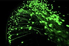 دانشمندان راز حافظه مغز را کشف کرده‌اند و درک ما از نوروبیولوژی را متحول کرده‌اند.