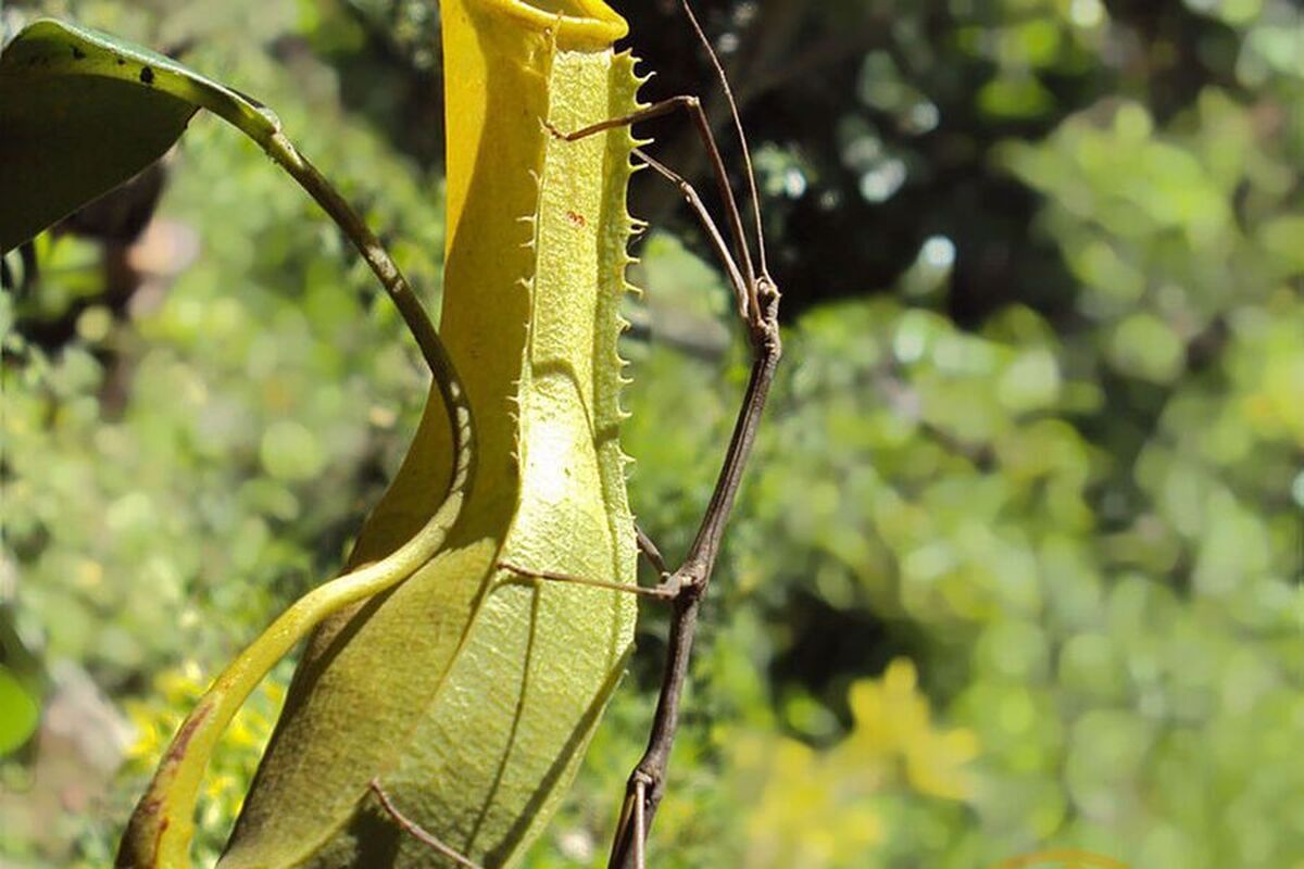 دانشمندان مکانیسم پنهان تکامل را کشف کردند.