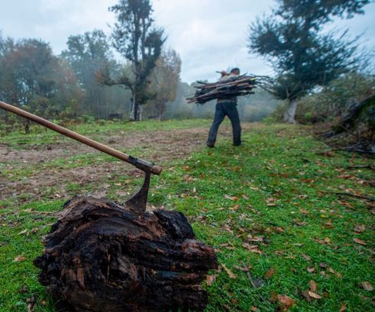 تشکیل ۱۱۹ فقره پرونده قضایی در سال جاری با هدف صیانت از منابع طبیعی و جنگل‌ها