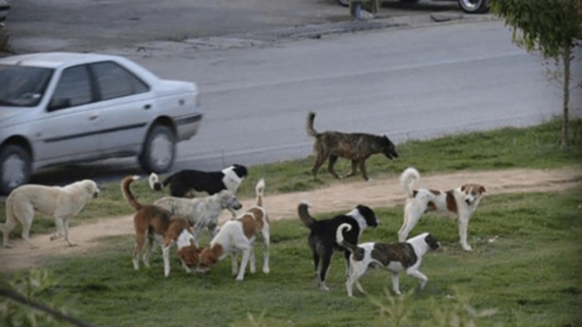 تصادفی عجیب در تهران؛ وحشت از سگ جان عابر را گرفت