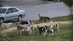 تصادفی عجیب در تهران؛ وحشت از سگ جان عابر را گرفت