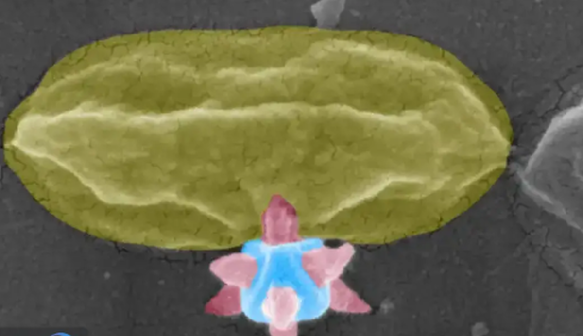 نانونوک‌های تیز عامل جدید برای از بین بردن باکتری ها!