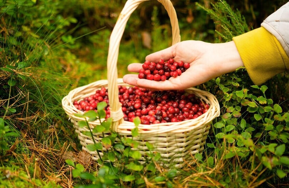 مطالعه ایتالیایی: زغال اخته سلامت استخوان را تقویت می‌کند